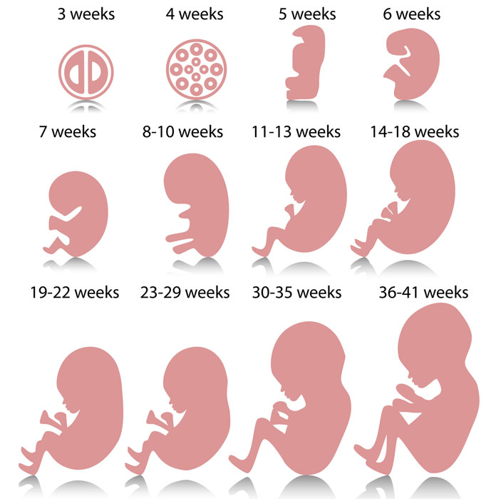 Baby Fetal Development 33 Weeks Pregnant
