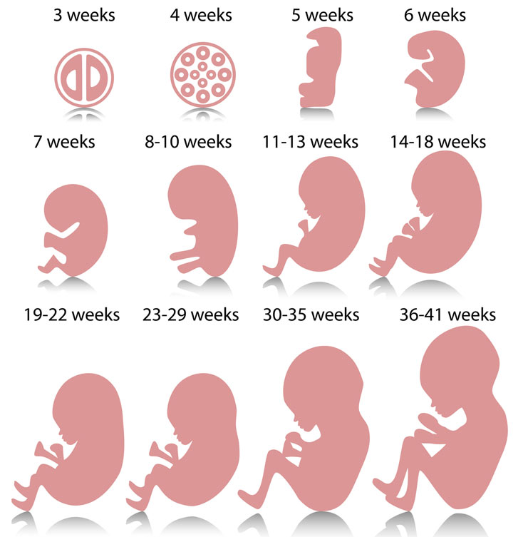 Fetal development week by week timeline.