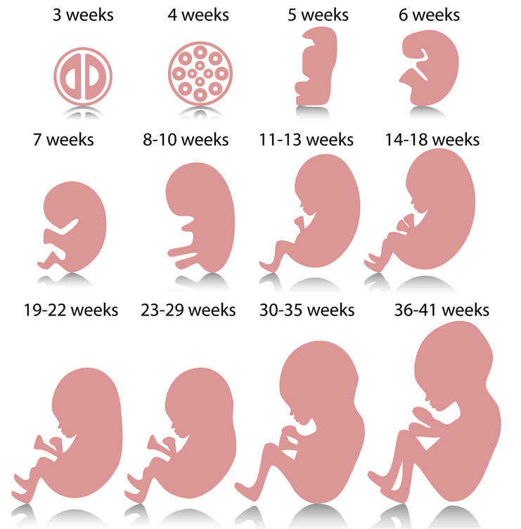 Pregnancy Symptoms Week By Week Pregnancy Symptoms Week By Week